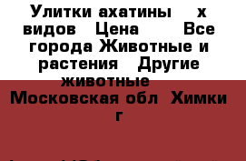 Улитки ахатины  2-х видов › Цена ­ 0 - Все города Животные и растения » Другие животные   . Московская обл.,Химки г.